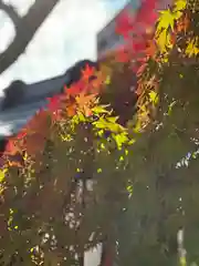 新倉富士浅間神社(山梨県)