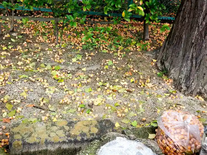 阿邪訶根神社の自然