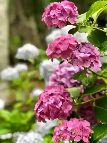 楽法寺（雨引観音）の自然