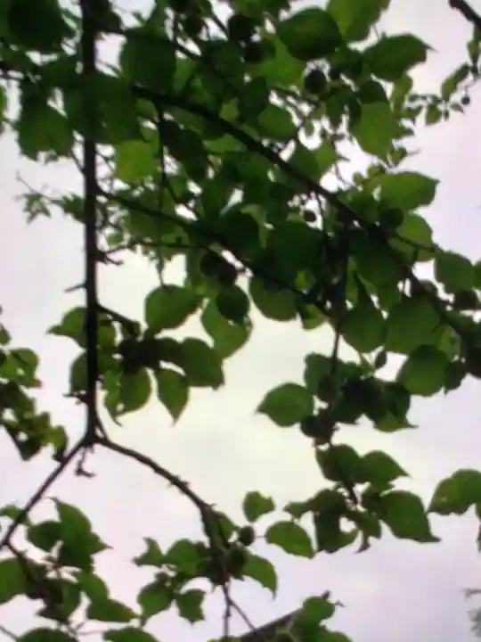 新宿下落合氷川神社(東京都)