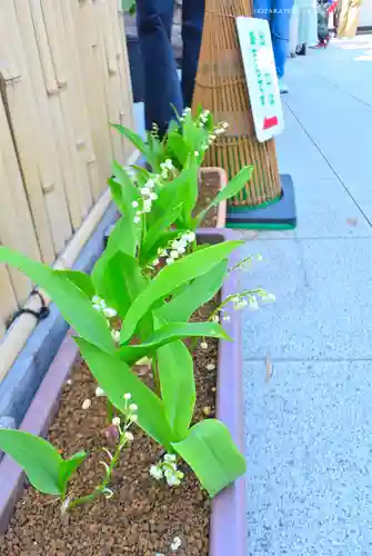 東京大神宮(東京都)