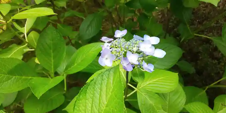 三室戸寺の自然