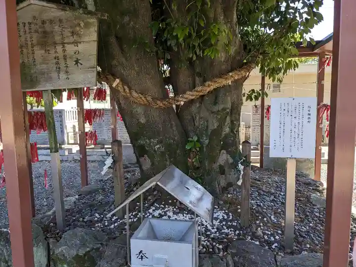 白山神社(二子町)の自然