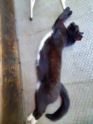 岡部春日神社～👹鬼門よけの🌺花咲く🌺やしろ～(福島県)