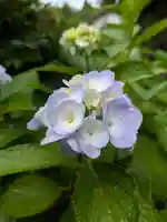 石内のお大師さん 金剛院(広島県)