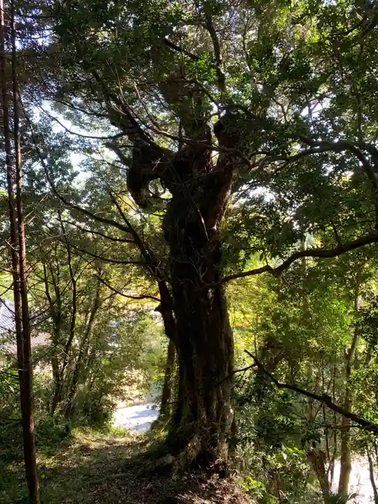 薬師如来の自然