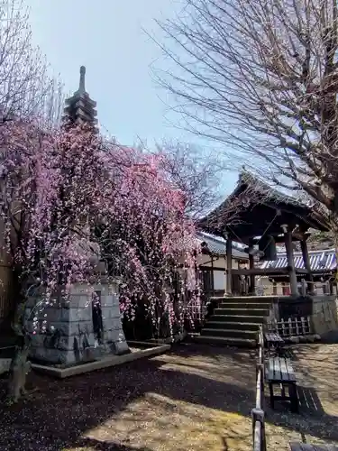 新井薬師（梅照院）(東京都)