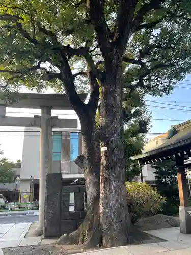 麻布氷川神社の自然