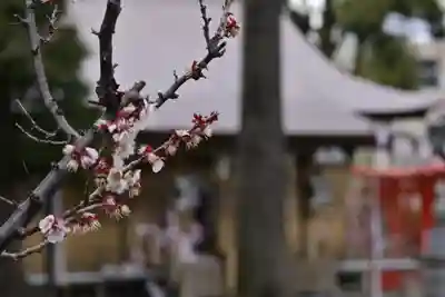 相模原氷川神社(神奈川県)