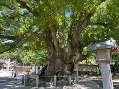 大麻比古神社(徳島県)