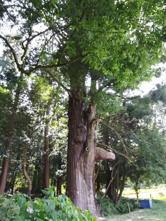 粟鹿神社(兵庫県)