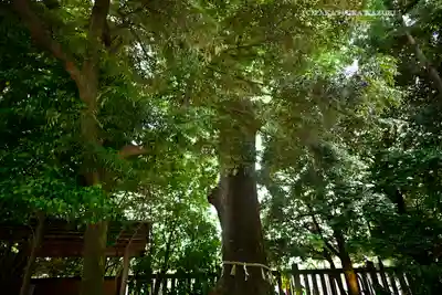 川越氷川神社(埼玉県)