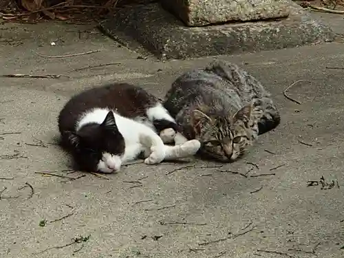 天王坊稲荷神社の動物