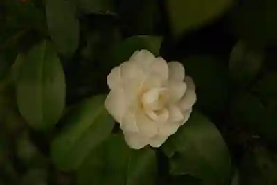疋野神社(熊本県)