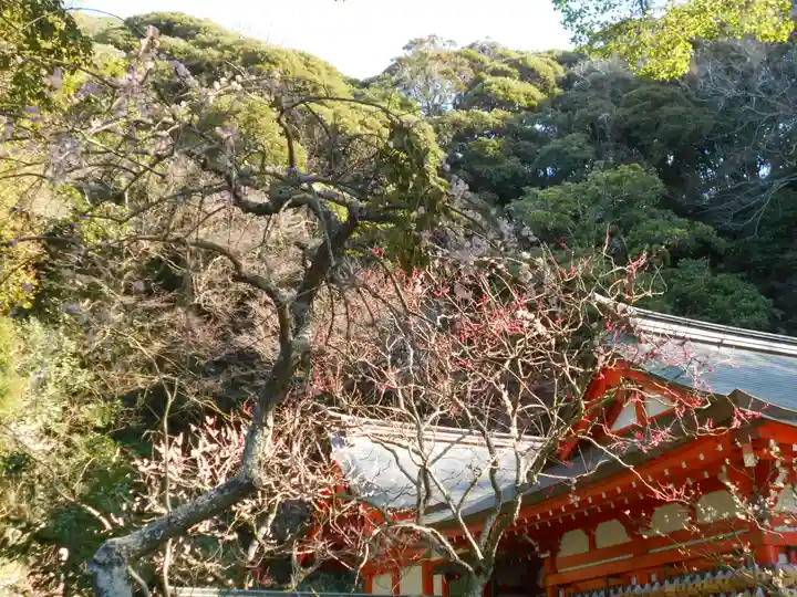 荏柄天神社の自然