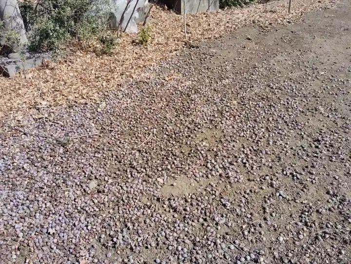 御嶽神社(群馬県)