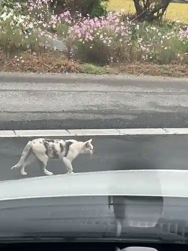 一心寺・一心禅寺の動物