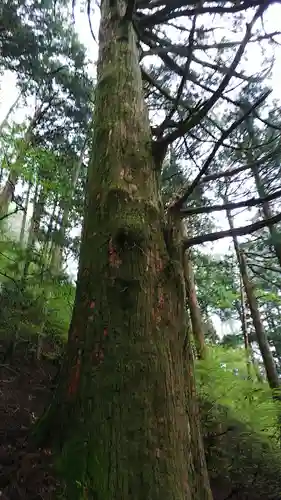 玉置神社の自然