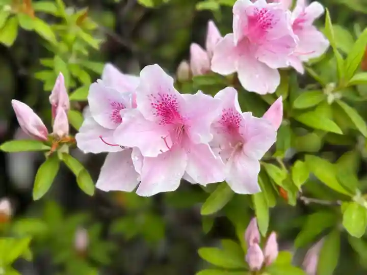 西方山極楽寺(岐阜県)