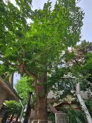 銀杏岡八幡神社(東京都)