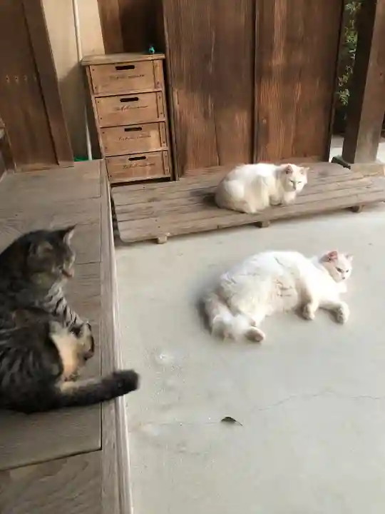 琴彈八幡宮の動物