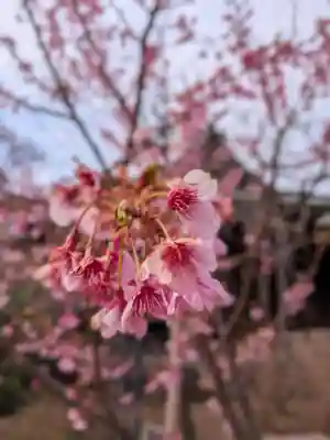 桜神宮(東京都)