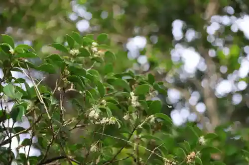 阿久津「田村神社」（郡山市阿久津町）旧社名：伊豆箱根三嶋三社の庭園