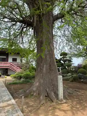 法林寺(千葉県)