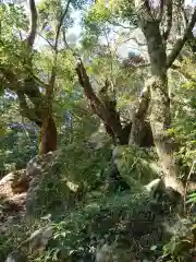 阿波々神社の自然