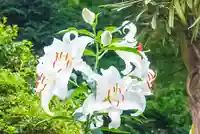 尻岸内八幡神社の自然