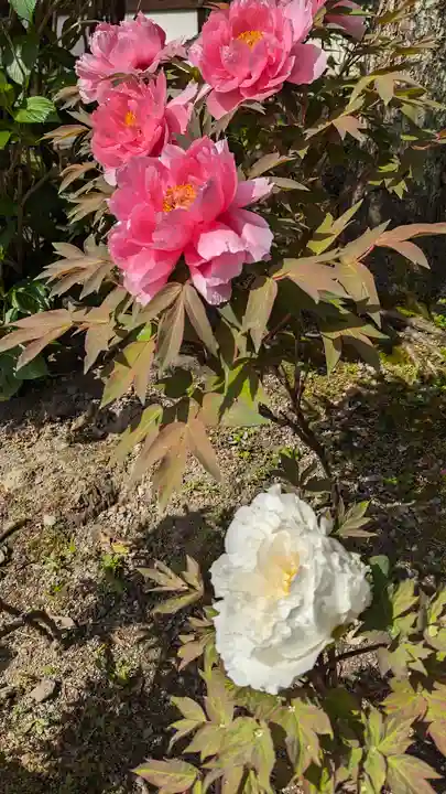 六孫王神社(京都府)