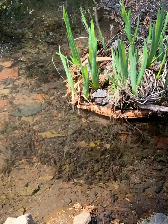 妙義神社の庭園