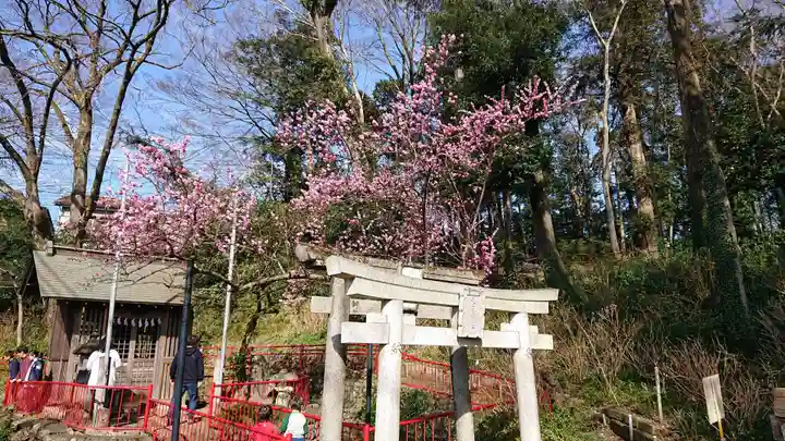 谷保天満宮の自然