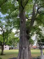 当別神社の自然