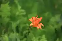 鹿島大神宮の自然