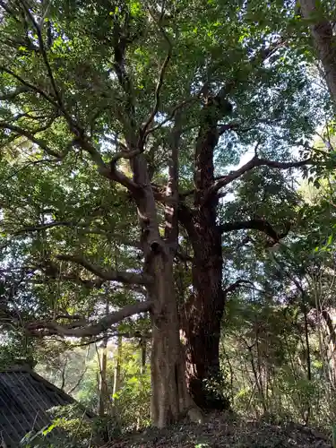 八坂神社の自然