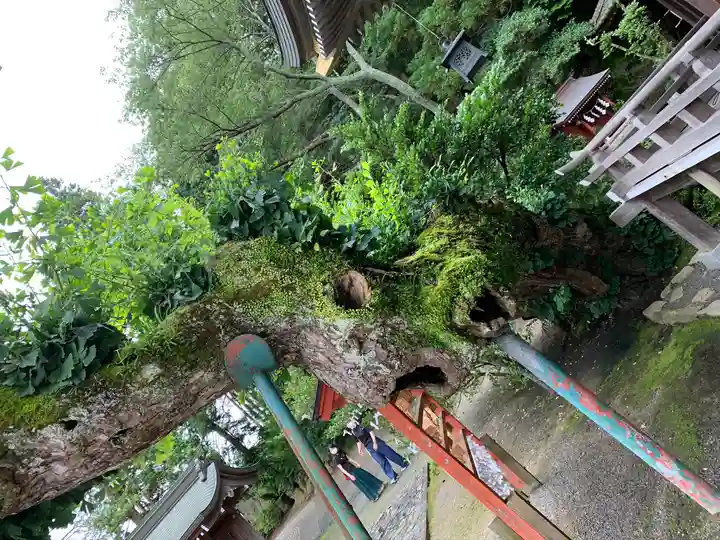 住吉神社の自然