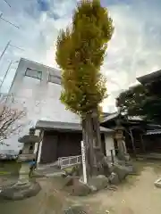 富士浅間神社の自然