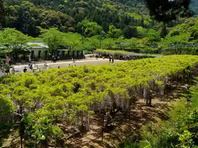 天台宗 五大山 白毫寺の自然