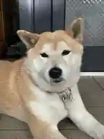 笠䅣稲荷神社(神奈川県)