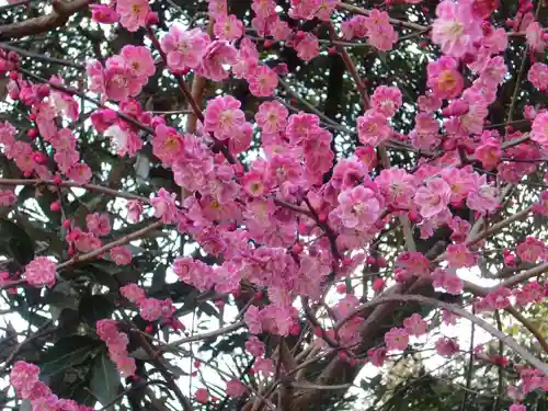 水戸八幡宮の自然
