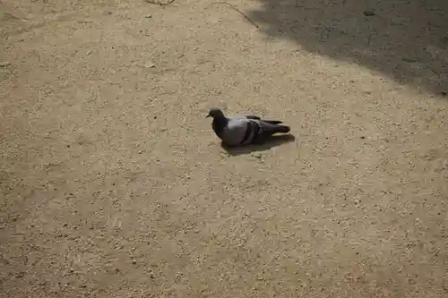 四天王寺の動物