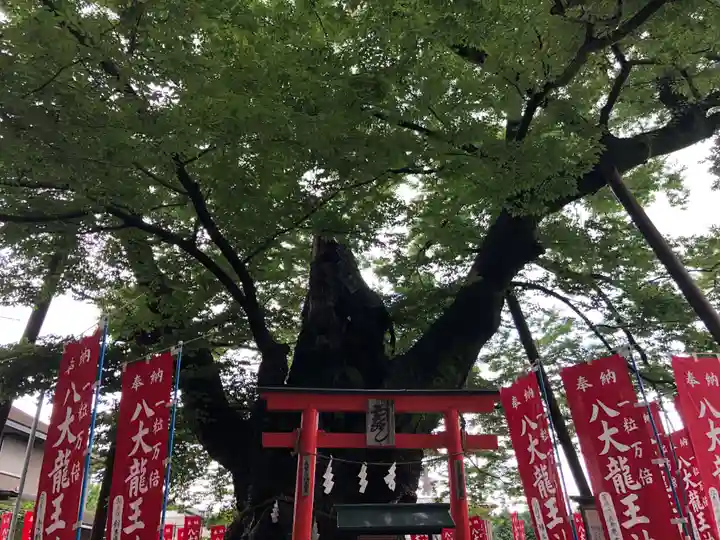 秩父今宮神社の自然