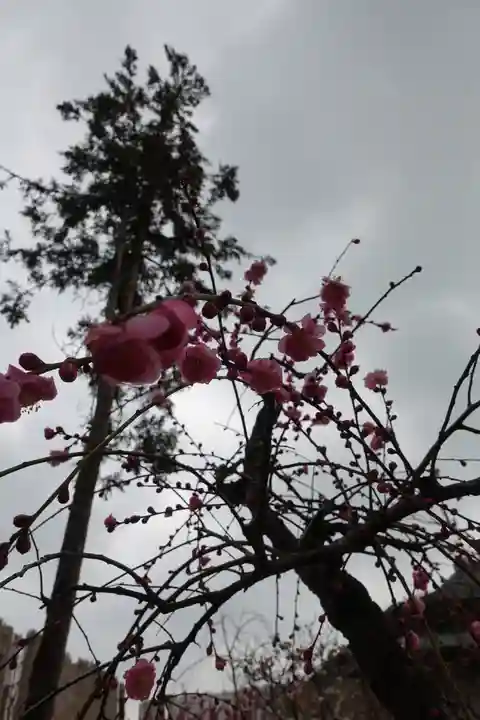 菅原天満宮(菅原神社)の自然