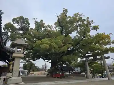 百舌鳥八幡宮(大阪府)