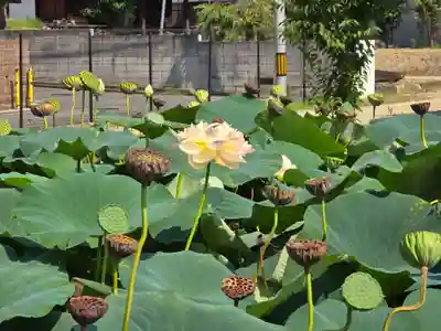 家原寺(大阪府)