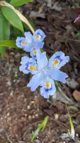 玉野御嶽神社の自然