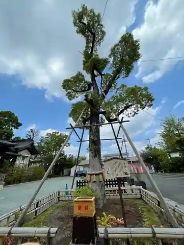 溝口神社の自然