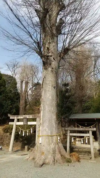 八雲神社(緑町)(栃木県)