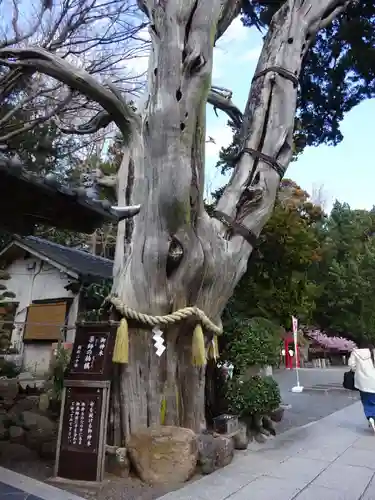 伊古奈比咩命神社の自然